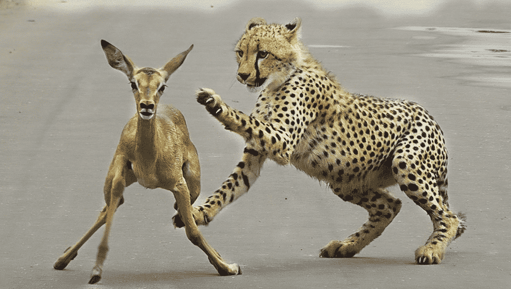 Cheetah hunt impala