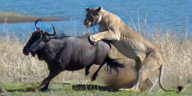 Lions hunt pregnant wildebeest