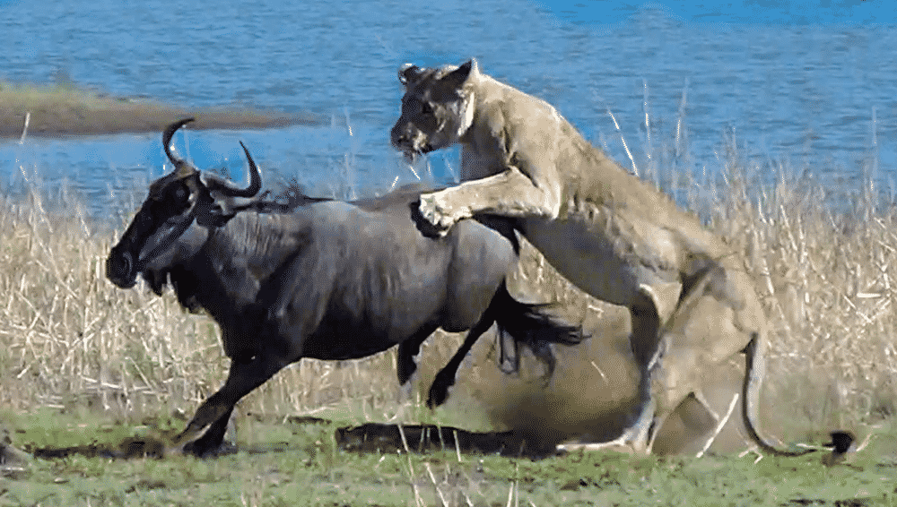 Lions hunt pregnant wildebeest
