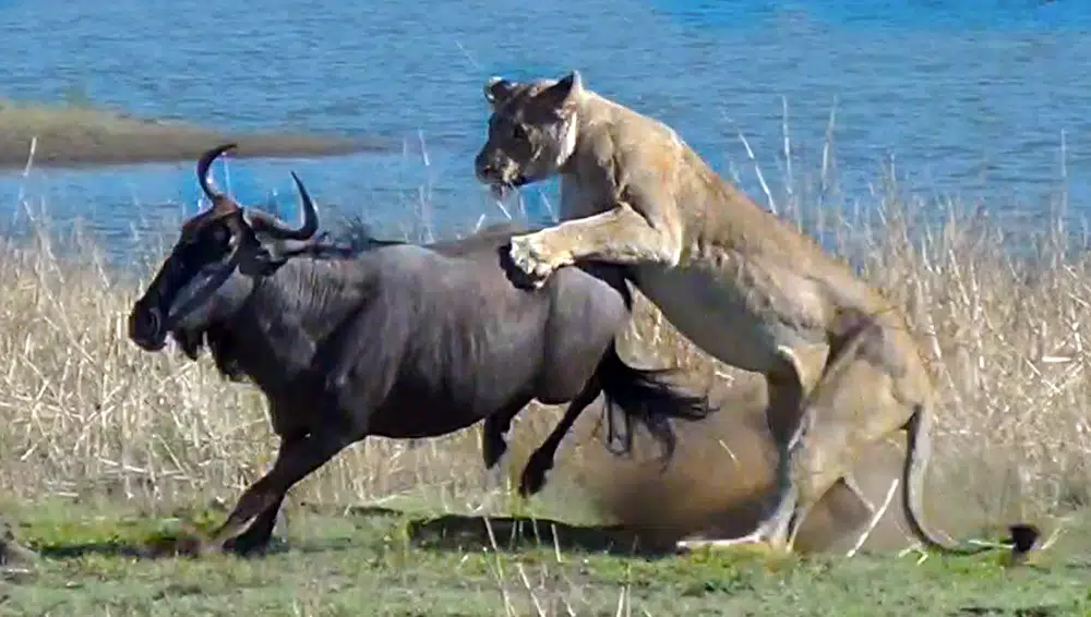 Lions Hunt Pregnant Wildebeest and Pull the Baby Out!