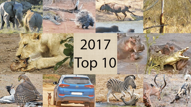 Top 2017 wildlife sightings
