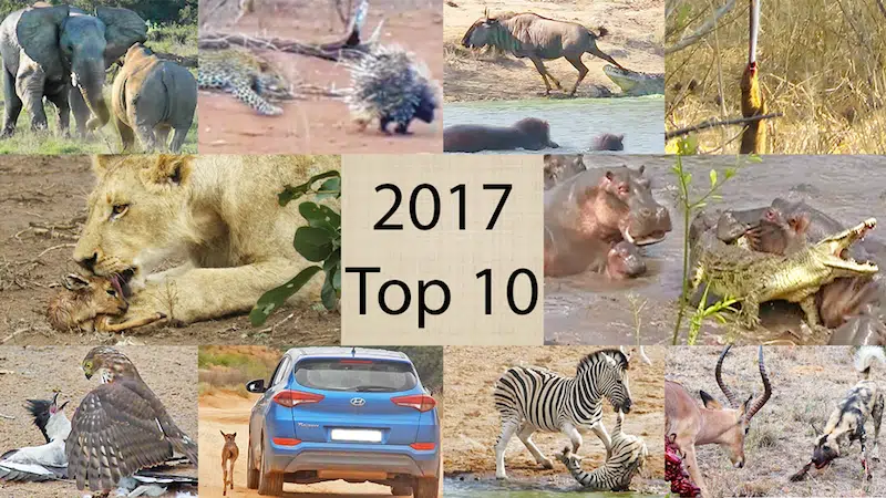 2017’s Top 10 Best Sightings