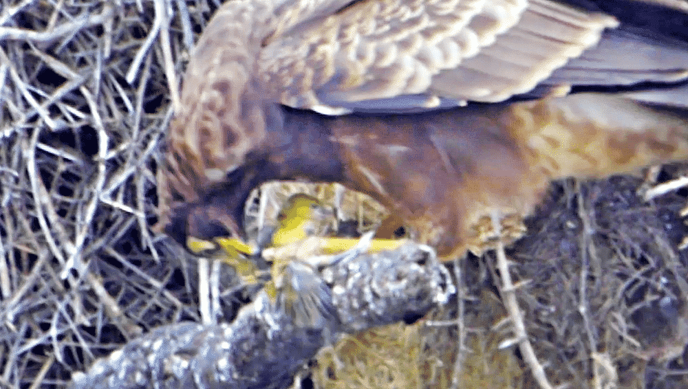 Eagle rips baby birds head off