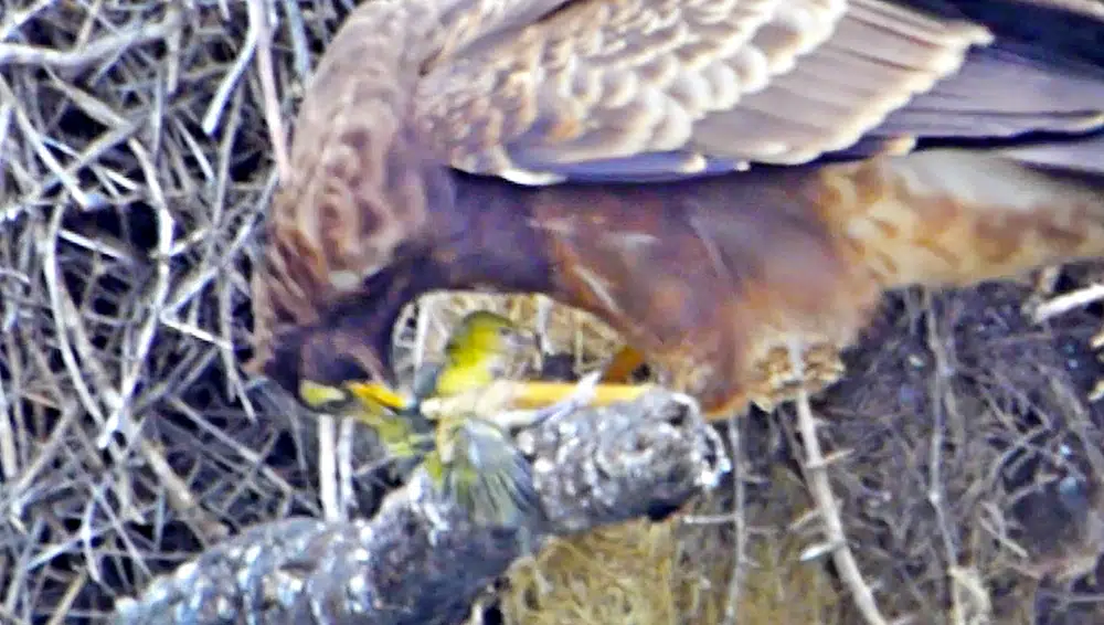 Hawk Rips Head off Baby Bird