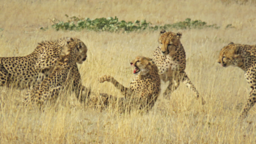 5 cheetah fighting