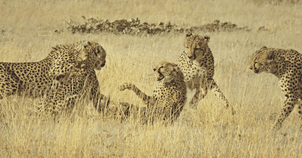 5 cheetah fighting