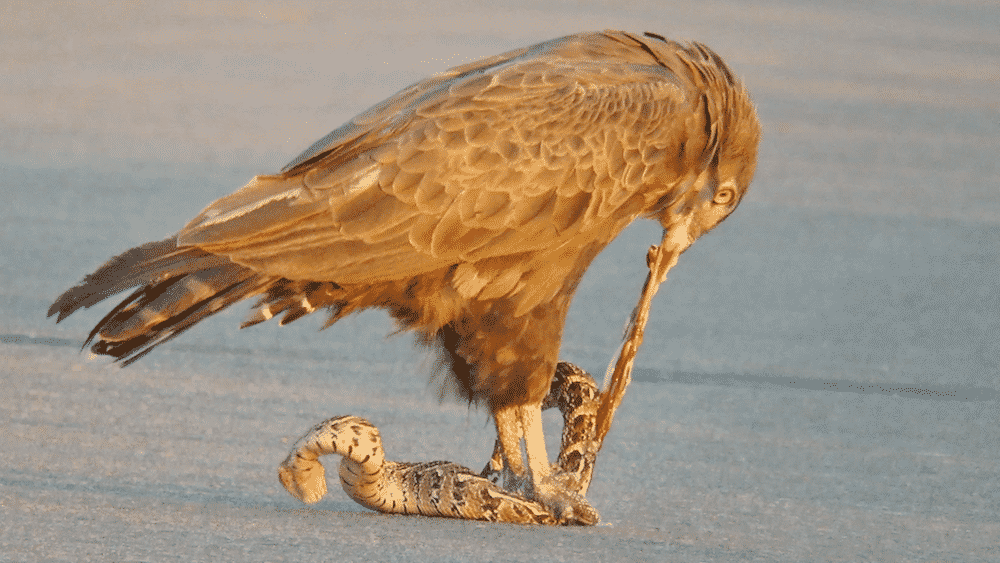 Eagle eating snake