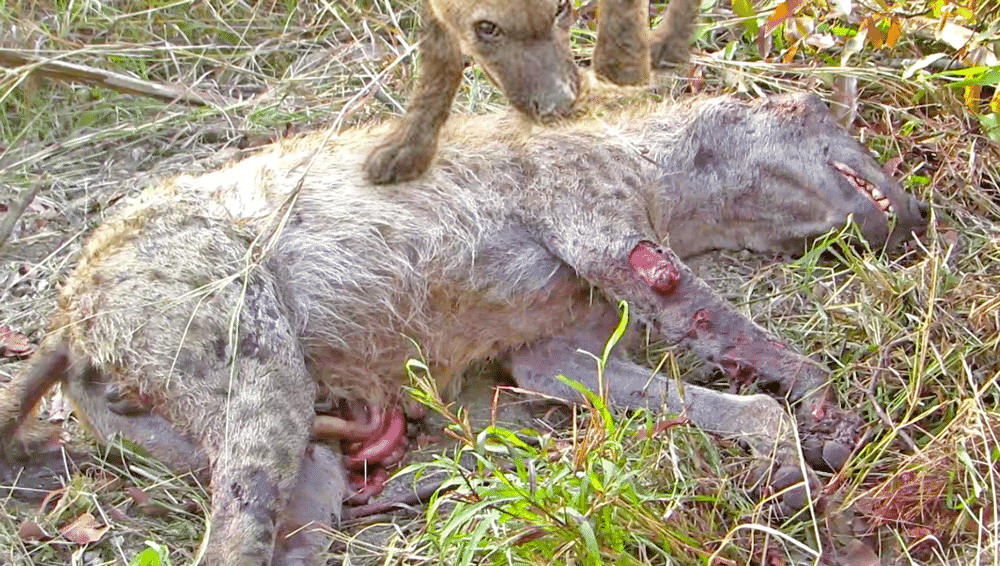 2 hyenas kill another hyena
