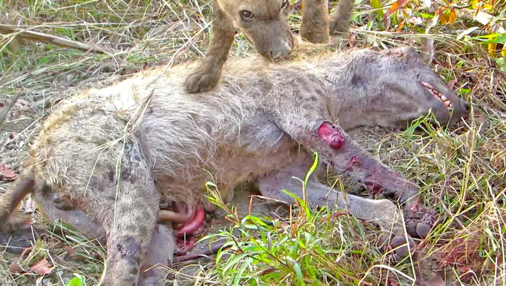 2 Hyenas Brutally Kill Another Hyena
