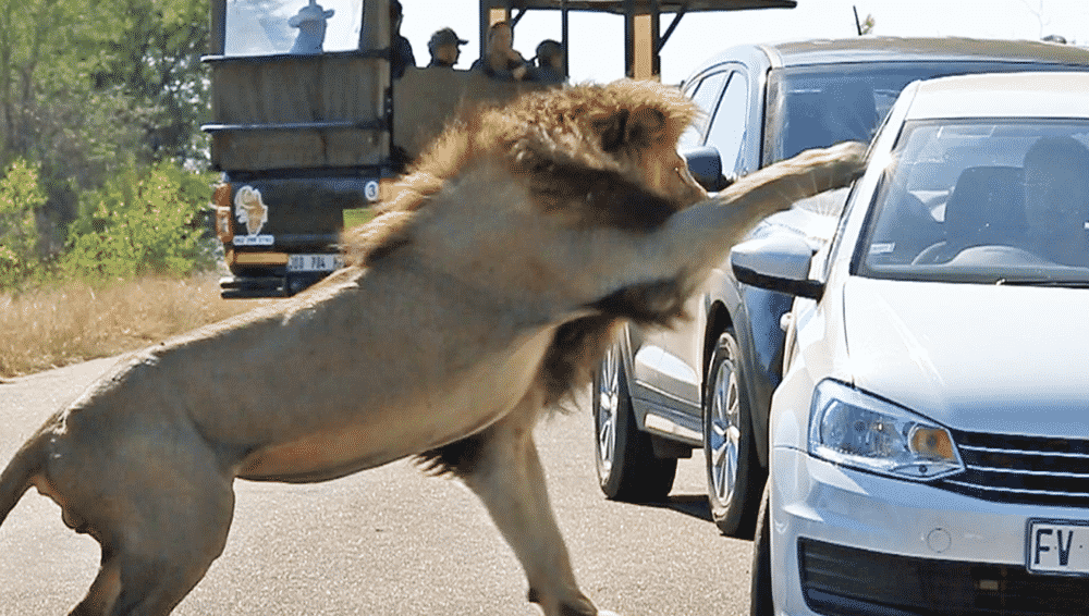Male lion attacks car