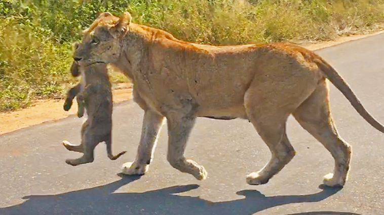 Lion rescues her cub