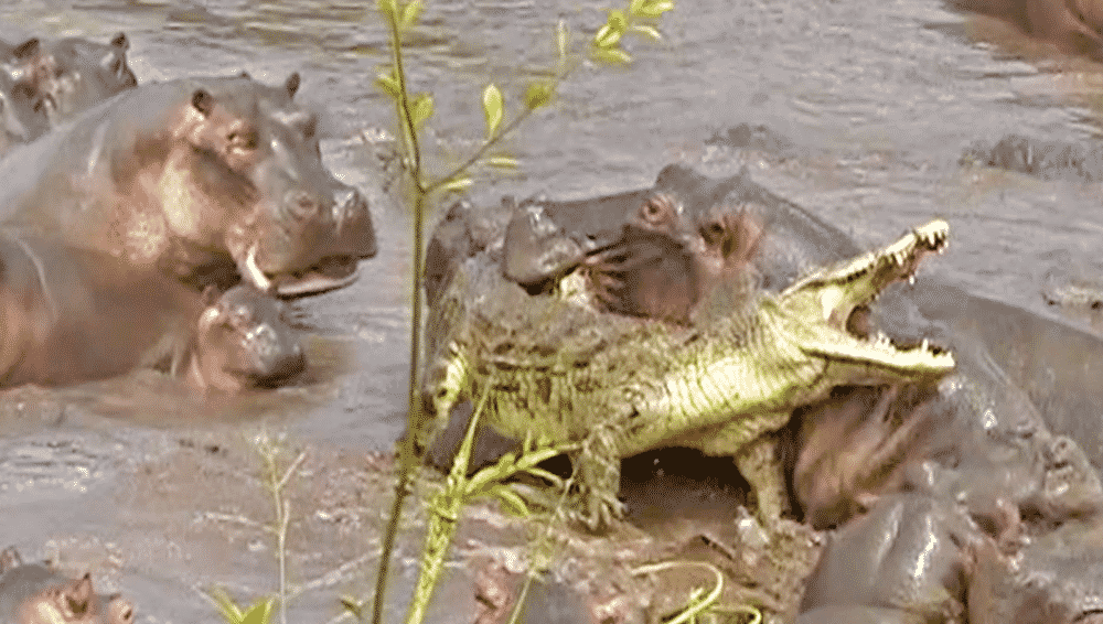 30 hippo attack crocodile