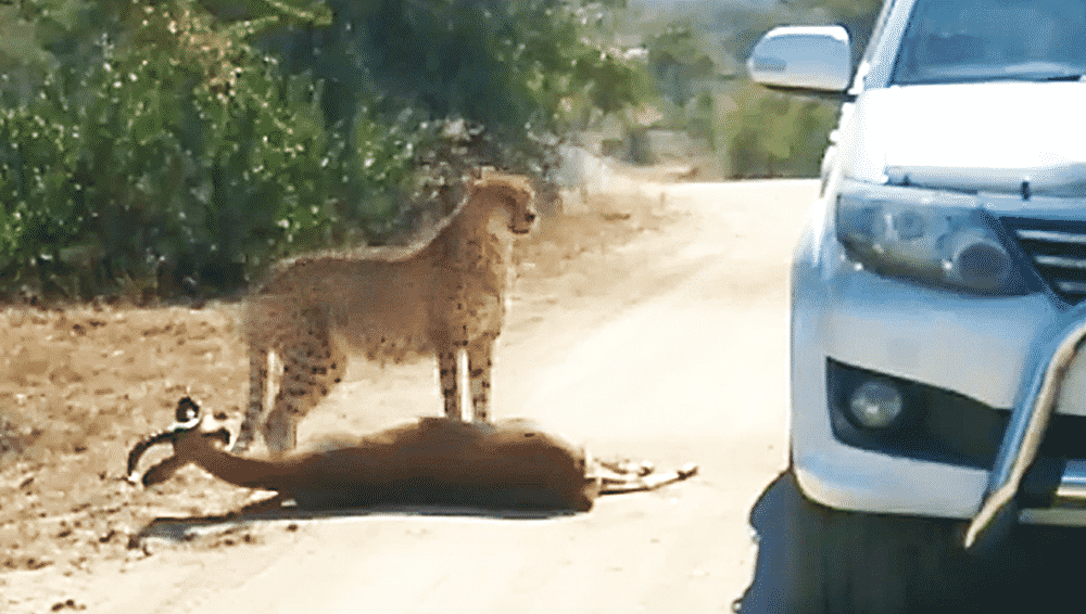 Cheetah kills impala that runs into car