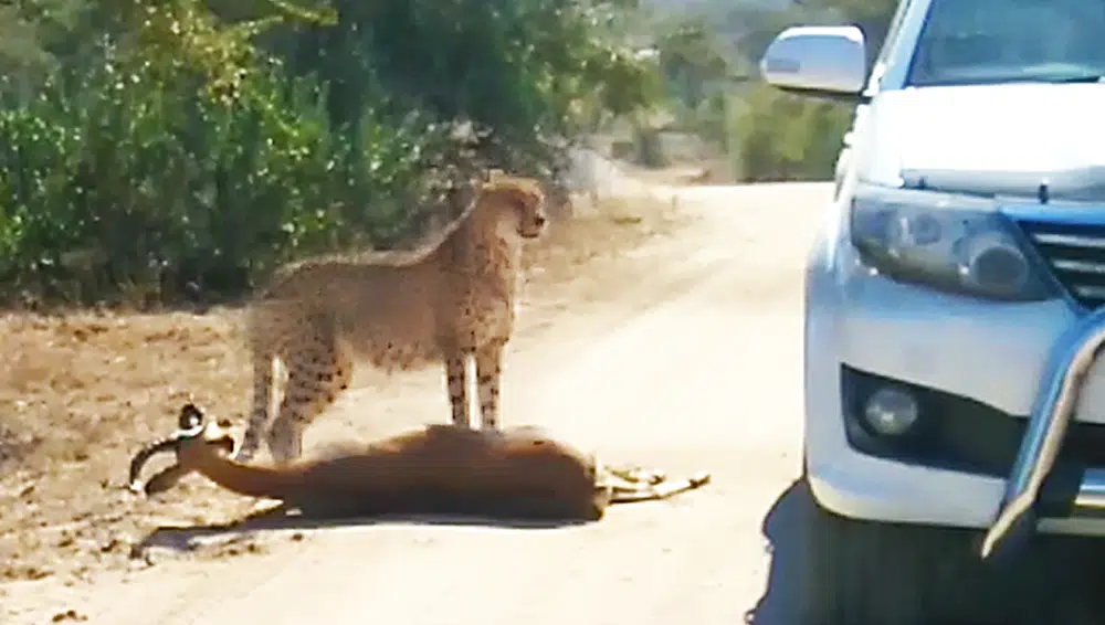 Cheetah Kills Impala That It chased Into Car