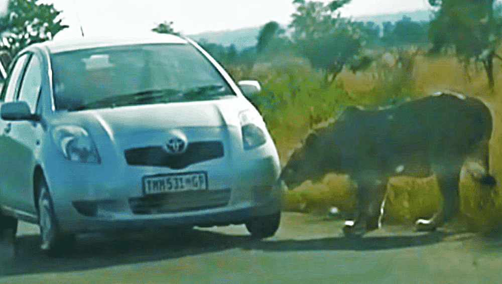 Lion Bites Tyre Causing it to Explode