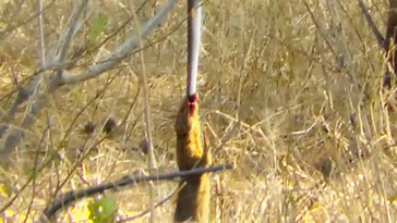 Mongoose uses snake as swing