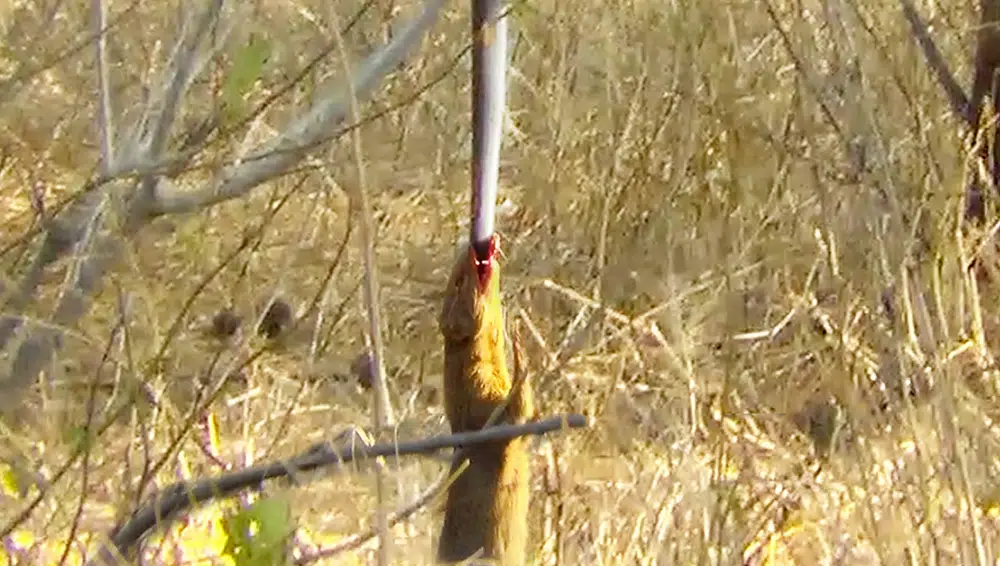 Mongoose Uses Snake as Swing