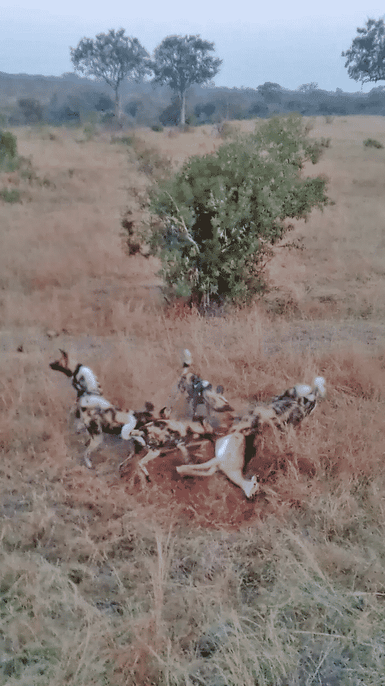 Wild dogs eat impala and leopard steals it