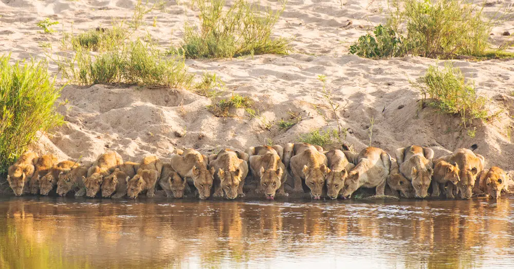 The Moment 20 Lions All Drink in Perfect Unison
