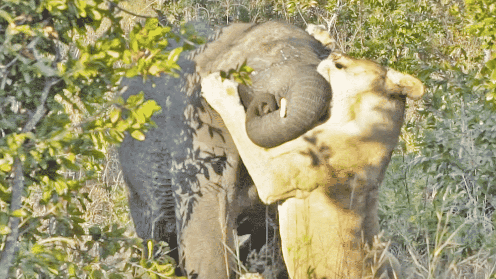 Lion hunts elephant