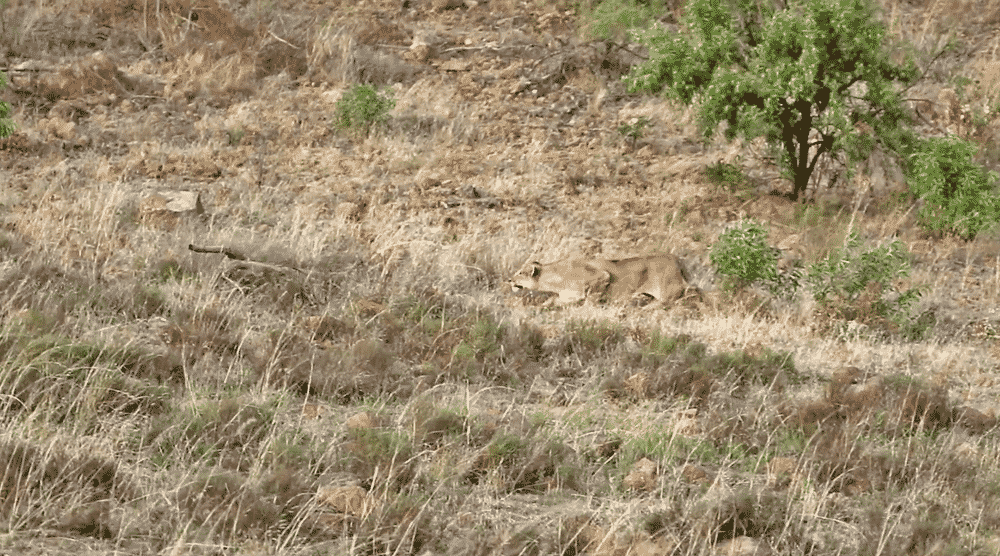 Lion hunts zebra