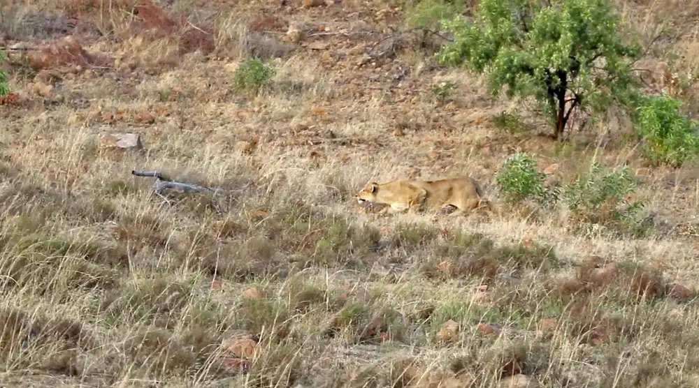 Lions Kill Zebra While Chasing Young Males from Pride