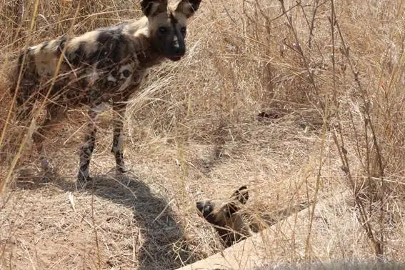 First Sight of a Wild Dog Den at Kruger