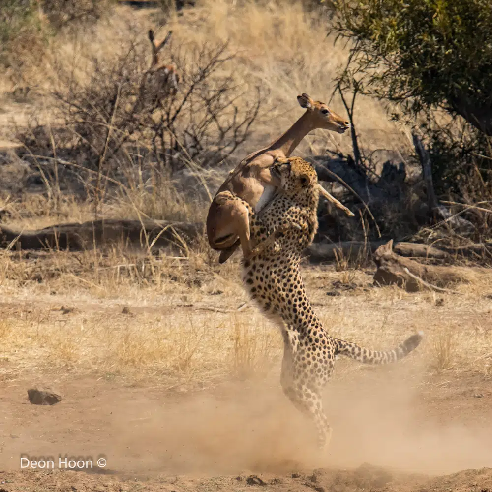 Cheetah body slams impala