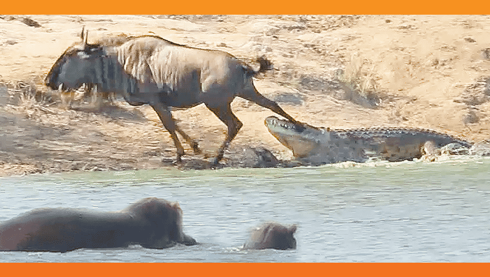 Hippo rescues wildebeest from crocodile