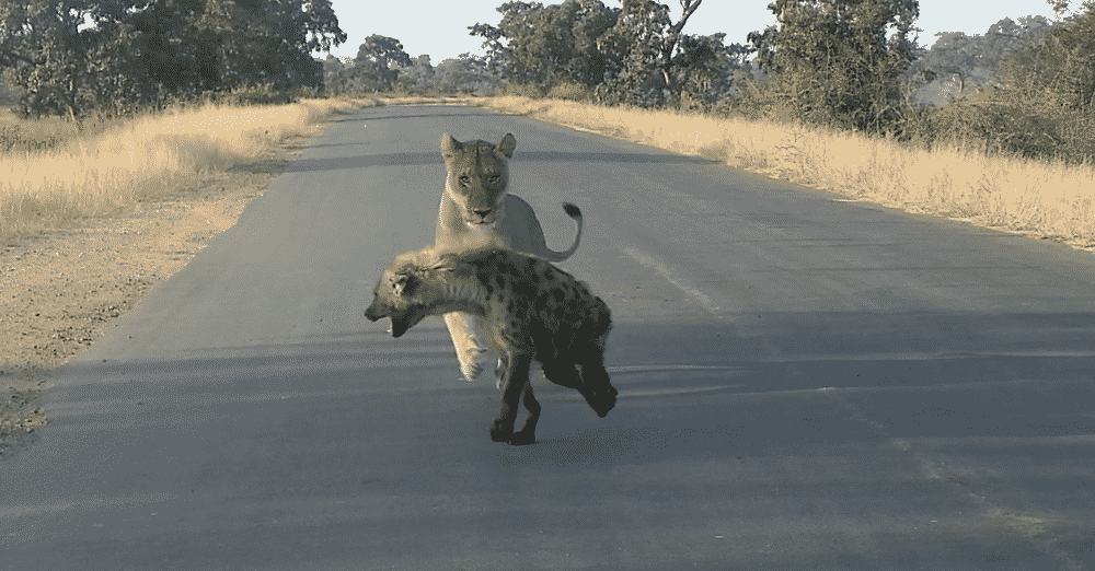 Lion hunts hyena