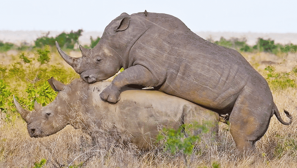 Rhinos mating in Kruger National Park