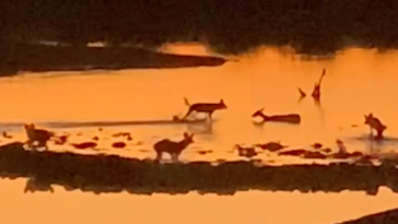 Wild dogs hunt impala stuck in mud