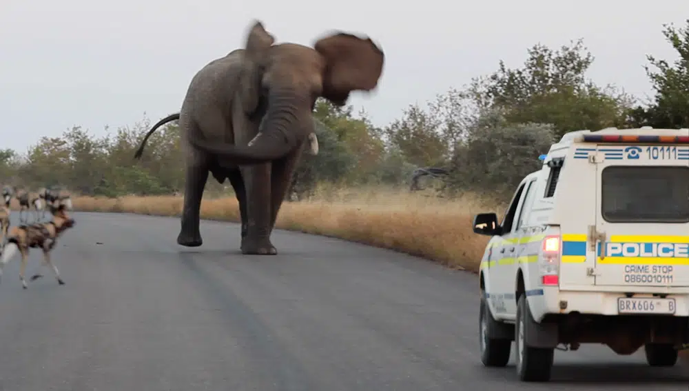 Elephant Shows Wild Dogs & the Police Who’s Boss
