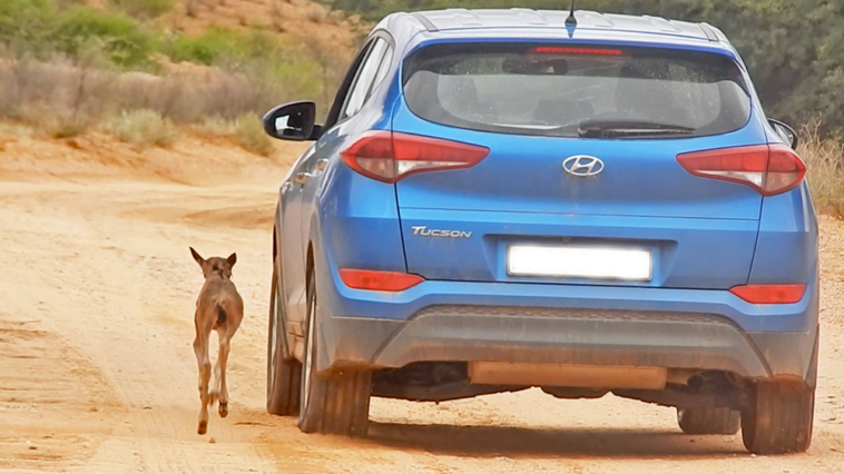 Wildebeest calf follows car