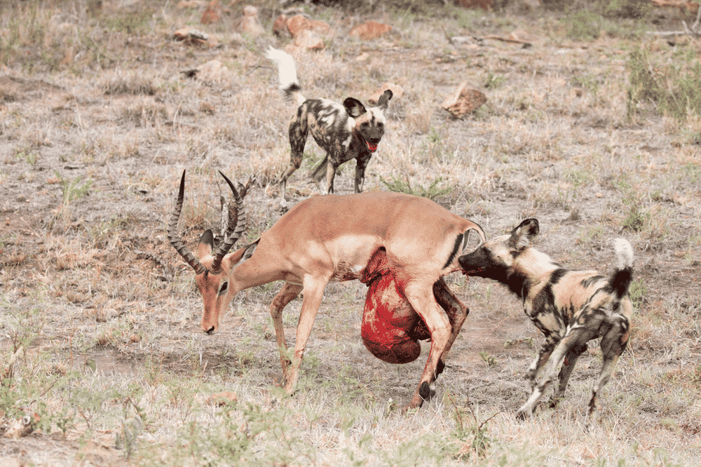 Impala fights back wild dogs as guts hang out