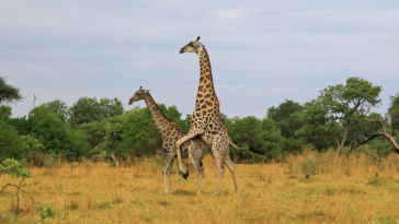 Giraffes mating