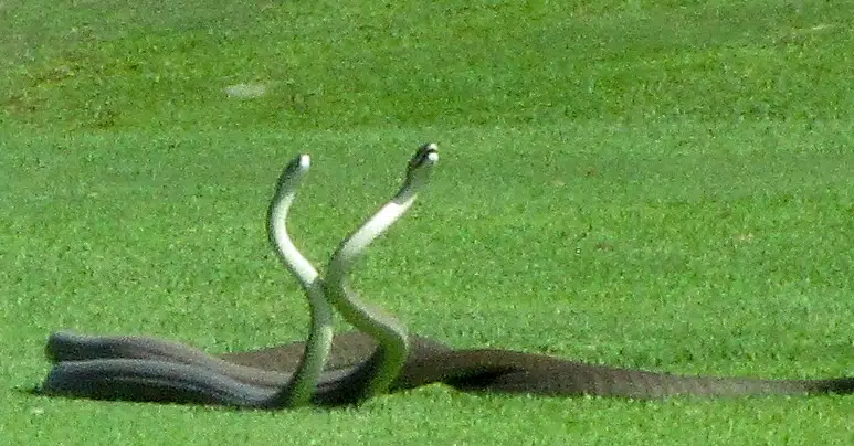2 BLACK MAMBA SNAKES FIGHTING ON GOLF COURSE