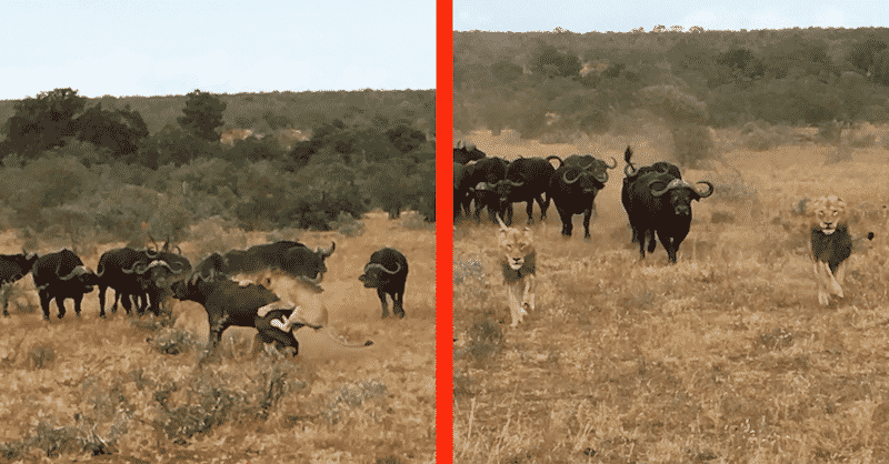 Buffaloes chase off lions