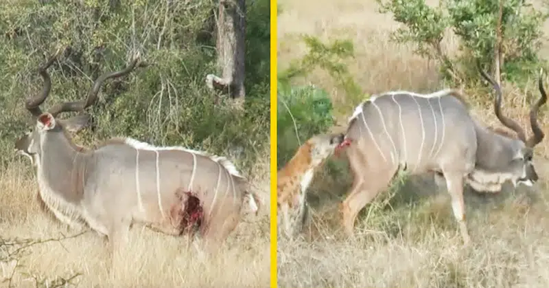 2 hyena kill kudu