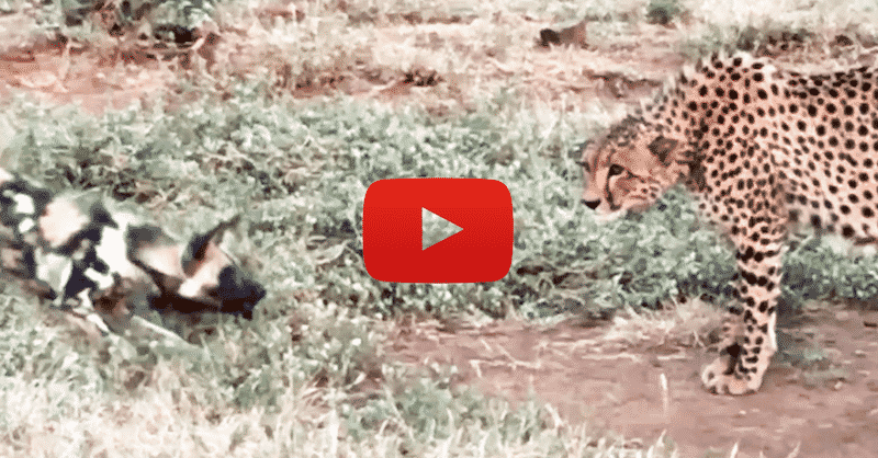 Cheetah wild dog standoff