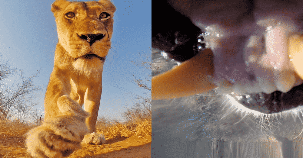 Lion carries GoPro