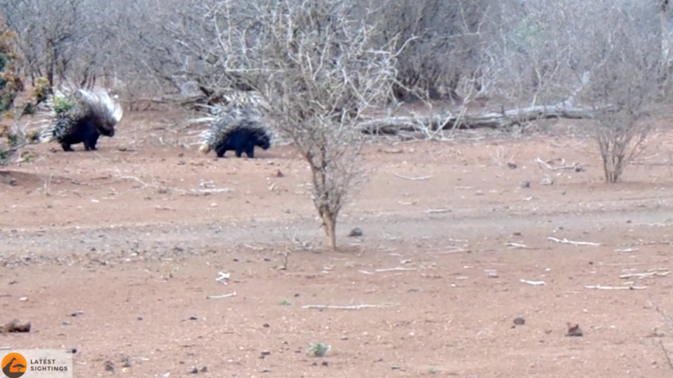 Leopard hunts porcupine