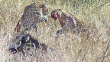 Leopards fighting over warthog