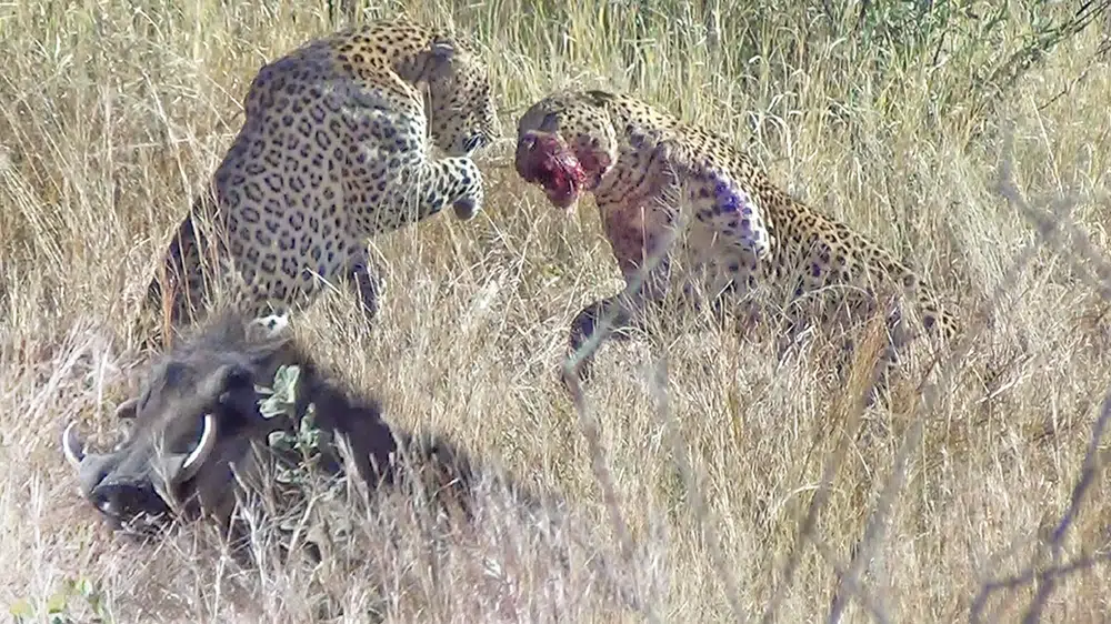 Leopards Fight Over Warthog While it Escapes