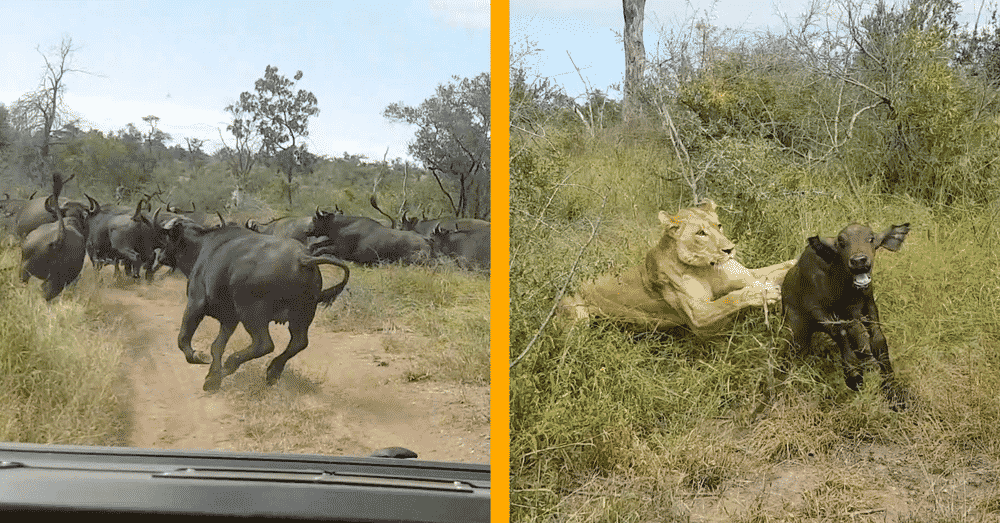Lion hunts buffalo calf