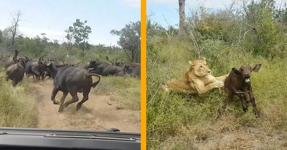 Lions Hunt Buffalo Calf Left Behind by Herd