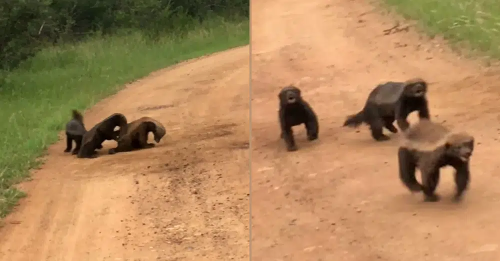 3 Honey Badgers Fighting in the Road