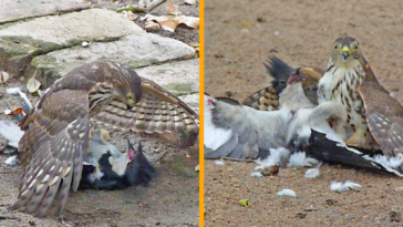 Hawk tries to kill cuckoo birds to kill cuckoo bird
