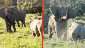 Elephant shows rhino who is boss