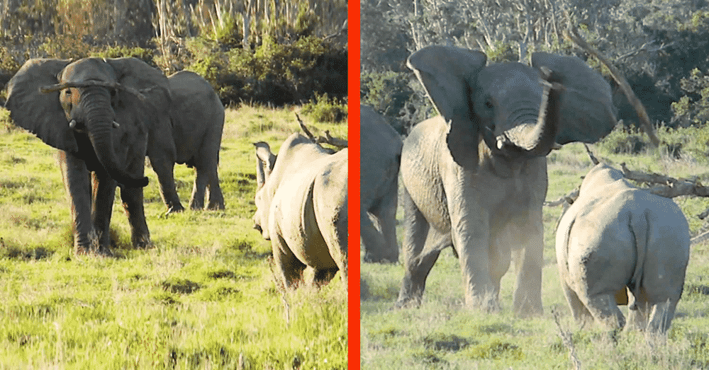 Elephant shows rhino who is boss